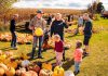 Pumpkin picking at the patch at McQuaid's Country Market in Omemee is one of many family-fun activities happening at farms throughout Kawartha Lakes during the 22nd annual Kawartha Farmfest on October 12, 2024. The self-guided tour will take participants to explore agricultural attractions across the region to engage in festive activities, take home local produce and meats, and learn about life on the farm. (Photo: Evan Aube Photography)