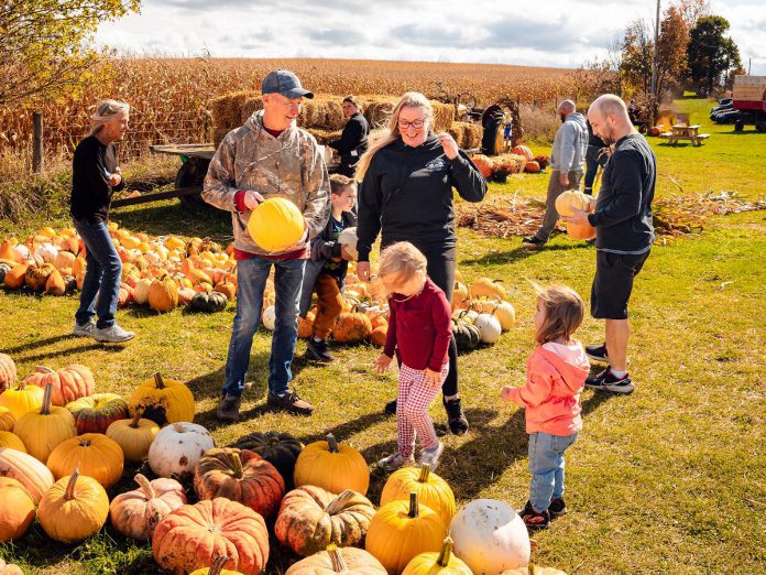 Pumpkin picking at the patch at McQuaid's Country Market in Omemee is one of many family-fun activities happening at farms throughout Kawartha Lakes during the 22nd annual Kawartha Farmfest on October 12, 2024. The self-guided tour will take participants to explore agricultural attractions across the region to engage in festive activities, take home local produce and meats, and learn about life on the farm. (Photo: Evan Aube Photography)