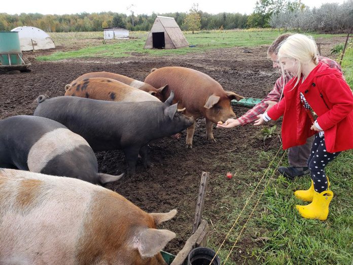 Guests can drop in to Three Forks Farm in Bobcaygeon during Kawartha Farmfest on October 12, 2024 to spend an afternoon feeding the sows and visiting with the piglets, sheep, and hens. Guests can also wander through the gardens and greenhouses and learn about the farm from volunteers. (Photo courtesy of City of Kawartha Lakes)