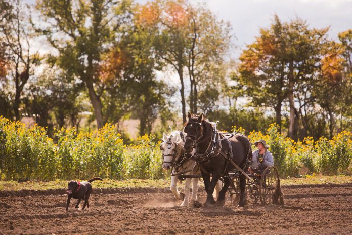 During the Kawartha Farmfest self-guided tour on October 12, 2024, Lunar Rhythm Gardens in Janetville will be hosting Veggiefest. Guests can get a guided tour the 15-acre certified organic vegetable garden which grows 75 varieties of vegetables and where cultivation is powered by horses. The farm is just one of many stops during the self-guided tour that provide educational opportunities for people of all ages. (Photo courtesy of City of Kawartha Lakes)