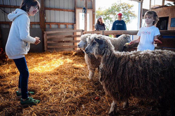 During the 22nd annual Kawartha FarmFest self-guided tour on October 12, 2024, Crow Hill Farm in Cameron will be hosting Sheepfest. Throughout the day, visitors can collect eggs from the hen house, watch a wool spinning demonstration, try drop spindle spinning, and purchase products from the farm stand. (Photo: Evan Aube Photography)