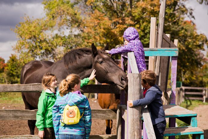 There will be no shortage of opportunities to interact with animals at the 22nd annual Kawartha Farmfest on October 12, 2024. From Horsefest at Valentia Equestrian Centre to Pigfest at Three Forks Farm in Bobcaygeon, and Sheepfest at Crow Hill Farm in Cameron, there will be plenty of opportunity for animal lovers to get their fill at Kawartha Farmfest.  (Photo courtesy of City of Kawartha Lakes)