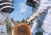 Three teenage beekeepers residing in the Kawarthas will represent Canada at the International Meeting for Young Beekeepers to be held in Dubai in the United Arab Emirates from December 18 to 21, 2024. The meeting, which aims to promote education and encourage the next generation of beekeepers, will feature a competition consisting of practical and academic disciplines. (Photo courtesy of Kawartha Junior Beekeepers)