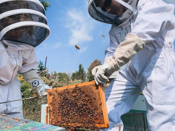 Three teenage beekeepers residing in the Kawarthas will represent Canada at the International Meeting for Young Beekeepers to be held in Dubai in the United Arab Emirates from December 18 to 21, 2024. The meeting, which aims to promote education and encourage the next generation of beekeepers, will feature a competition consisting of practical and academic disciplines. (Photo courtesy of Kawartha Junior Beekeepers)