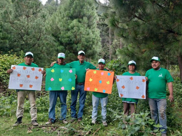 Members of Nación Verde in Mexico holding signs saying "Gracias Peterborough." The non-profit environmental organization plays a vital role in protecting habitat for monarch butterflies and other forest dwellers at Reserva de la Biosfera de la Mariposa Monarca (the Monarch Sanctuary in Cerro Pelón). This year, Nación Verde is planning to plant 100,000 oyamel trees along 100 hectares. Mexico's most endangered forest type, oyamel forests provide the appropriate conditions to support the annual hibernation of the monarch butterfly by giving them protection against strong winds, rain, and even snowfall and hailstorms. (Photo courtesy of Monarch Ultra)