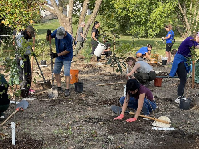 Some of the 60 volunteers who helped plant 620 new trees in Peterborough's Kiwanis Community Park to enhance the city's urban forest canopy, as part of Tree Canada's Community Tree Grant program and the Trees 4 Peterborough initiative. (Photo courtesy of City of Peterborough)