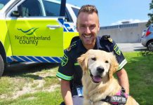 Ivy Joules, a one-year-old golden retriever, joined Northumberland Paramedics as a therapy dog in 2023. In addition to providing emotional support for paramedics and Northumberland County employees, Ivy accompanies parademics during resident visits as part of the community paramedicine program. A 2025 calendar featuring Ivy is available for advance orders, with money raised buying meals for residents in need. (Photo: Northumberland Paramedics)