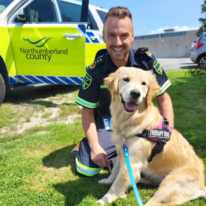 Ivy Joules, a one-year-old golden retriever, joined Northumberland Paramedics as a therapy dog in 2023. In addition to providing emotional support for paramedics and Northumberland County employees, Ivy accompanies parademics during resident visits as part of the community paramedicine program. A 2025 calendar featuring Ivy is available for advance orders, with money raised buying meals for residents in need. (Photo: Northumberland Paramedics)