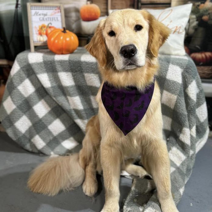 s a therapy dog, Ivy Joules provides emotional support for paramedics and Northumberland County employees. She has also been a comfort to hospital staff during high-intensity paramedic calls that land her at Northumberland Hills Hospital in Cobourg, and has had a big impact on clients of the community paramedicine program, a preventative care program that delivers non-emergency in-home health care directly to residents in need, including vulnerable community members and seniors. (Photo: Northumberland Paramedics)