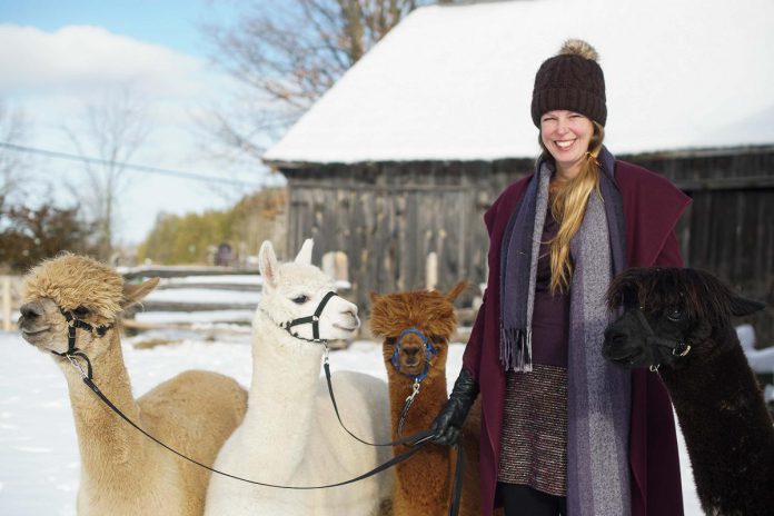 Peterborough County is home to many businesses that rely on or benefit from the visitor economy, either seasonally or year-round, such as Wanderlight Alpaca Experience in Douro-Dummer. (Photo: Peterborough & The Kawarthas Economic Development)