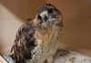 A red-tailed hawk named Slater is being treated for rodenticide poisoning at the Woodlands Wildlife Sanctuary in Minden. When picked up on the side of the road, Slater was severely underweight, hardly able to stand, and suffering from internal bleeding. According to the organization Rodenticide Free Ontario, rodenticide poisoning has become an increasing common concern among wildlife, pets, and even humans. (Photo courtesy of Allison Hansen)