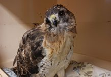 A red-tailed hawk named Slater is being treated for rodenticide poisoning at the Woodlands Wildlife Sanctuary in Minden. When picked up on the side of the road, Slater was severely underweight, hardly able to stand, and suffering from internal bleeding. According to the organization Rodenticide Free Ontario, rodenticide poisoning has become an increasing common concern among wildlife, pets, and even humans. (Photo courtesy of Allison Hansen)