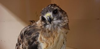 A red-tailed hawk named Slater is being treated for rodenticide poisoning at the Woodlands Wildlife Sanctuary in Minden. When picked up on the side of the road, Slater was severely underweight, hardly able to stand, and suffering from internal bleeding. According to the organization Rodenticide Free Ontario, rodenticide poisoning has become an increasing common concern among wildlife, pets, and even humans. (Photo courtesy of Allison Hansen)