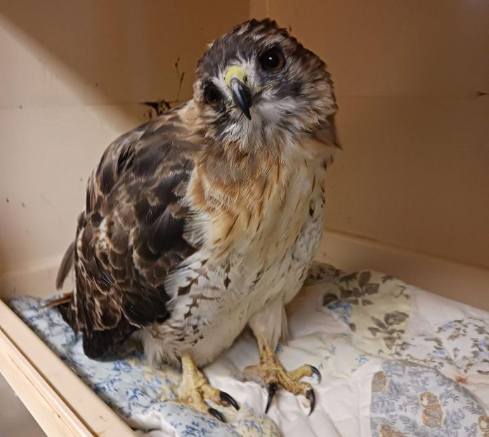 A red-tailed hawk named Slater is being treated for rodenticide poisoning at the Woodlands Wildlife Sanctuary in Minden. When picked up on the side of the road, Slater was severely underweight, hardly able to stand, and suffering from internal bleeding. According to the organization Rodenticide Free Ontario, rodenticide poisoning has become an increasing common concern among wildlife, pets, and even humans. (Photo courtesy of Allison Hansen)