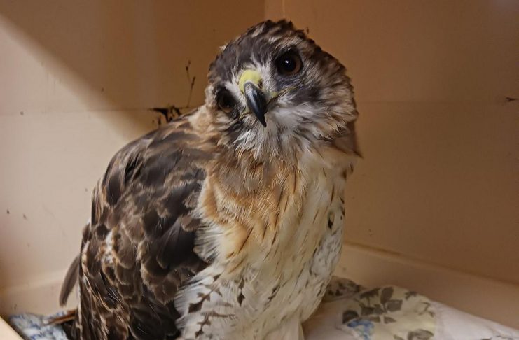 A red-tailed hawk named Slater is being treated for rodenticide poisoning at the Woodlands Wildlife Sanctuary in Minden. When picked up on the side of the road, Slater was severely underweight, hardly able to stand, and suffering from internal bleeding. According to the organization Rodenticide Free Ontario, rodenticide poisoning has become an increasing common concern among wildlife, pets, and even humans. (Photo courtesy of Allison Hansen)