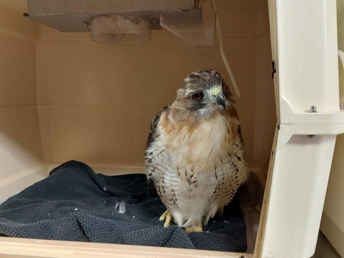 After being found on the side of the road near Havelock with rodenticide toxicity, Slater the red-tailed hawk is being treated at Woodlands Wildlife Sanctuary with Vitamin K injections, one of the only known effective treatments to manage and treat bleeding caused by anticoagulants such as warfarin. (Photo courtesy of Allison Hansen)