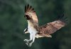 On November 19, 2024, City of Kawartha Lakes council approved naming the osprey as the municipality's official bird. (Photo courtesy of City of Kawartha Lakes)