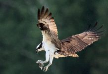 On November 19, 2024, City of Kawartha Lakes council approved naming the osprey as the municipality's official bird. (Photo courtesy of City of Kawartha Lakes)