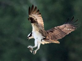 On November 19, 2024, City of Kawartha Lakes council approved naming the osprey as the municipality's official bird. (Photo courtesy of City of Kawartha Lakes)