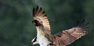 On November 19, 2024, City of Kawartha Lakes council approved naming the osprey as the municipality's official bird. (Photo courtesy of City of Kawartha Lakes)