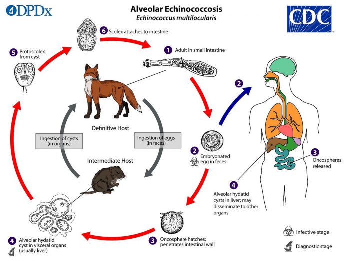 Alveolar echinococcosis is a potentially fatal disease in humans caused by ingesting the eggs of Echinococcus multilocularis, a parasitic tapeworm that is carried by canids like coyotes, foxes, wolves, and dogs. (Graphic: U.S. Centers for Disease Control and Prevention)