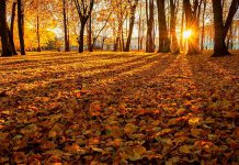 Fall leaves on a forest floor with buildings in the background. (Stock photo)