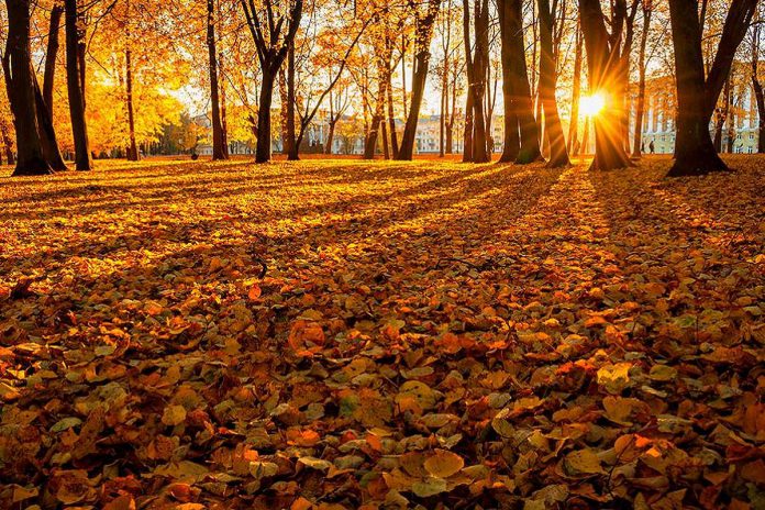 Fall leaves on a forest floor with buildings in the background. (Stock photo)