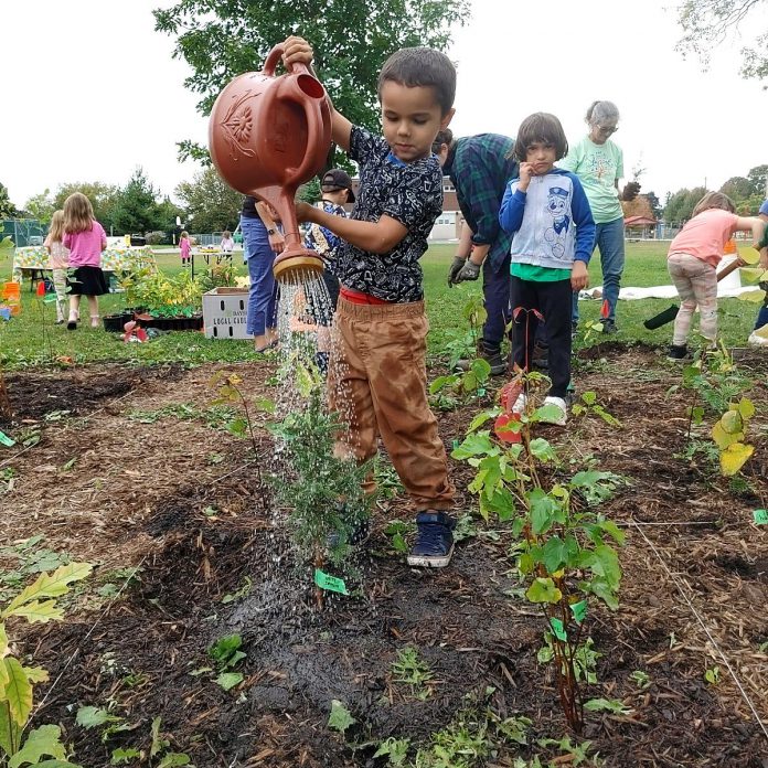 A young student at Keith Wightman Public School in Peterborough waters the tree he just planted in the school's Little Forest on October 1, 2024. In partnership with GreenUP, the school designed a planting plan to improve shade, support outdoor teaching, and cultivate student connections to nature. (Photo: Laura Keresztesi / GreenUP)