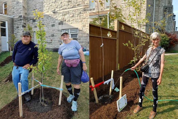 Volunteers Randy and Mary helped fill and plant the rain garden planter boxes as well as plant and water trees at Trinity Community Centre in Peterborough during the green infrastructure planting event on September 10, 2024. Darlene has been watering the trees through the warm fall, helping them get a great start in their forever home. (Photos: Laura Keresztesi / GreenUP)