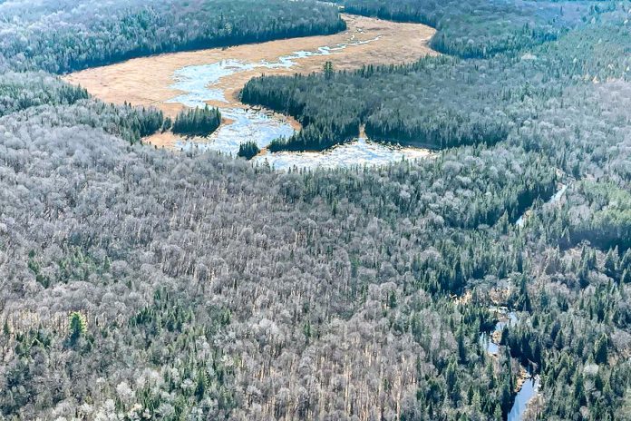 This year, your gift giving could give back to the planet. The Haliburton Highlands Land Trust is launching an online silent auction with close to 100 donated items including Toronto Raptors tickets, artwork, outdoor experiences, concert tickets, and more. Proceeds will support the organization's purchase of the Hadlington property, a 100-acre site in Highlands East with 28 acres of wetland providing critical habitat for species at risk. The auction is open until December 8, 2024. (Photo: Haliburton Highlands Land Trust)