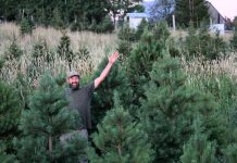 Located at 400 Grassy Road in Omemee, Potash Creek Farms is one of 11 tree farms located in or near the greater Kawarthas region where people can get fresh, locally grown Christmas trees for 2024. Owner Dan Vanderzwet says a relatively wet summer means he has more trees available this year than in past years. (Photo courtesy of Potash Creek Farms)