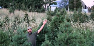 Located at 400 Grassy Road in Omemee, Potash Creek Farms is one of 11 tree farms located in or near the greater Kawarthas region where people can get fresh, locally grown Christmas trees for 2024. Owner Dan Vanderzwet says a relatively wet summer means he has more trees available this year than in past years. (Photo courtesy of Potash Creek Farms)