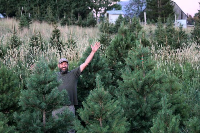 Located at 400 Grassy Road in Omemee, Potash Creek Farms is one of 11 tree farms located in or near the greater Kawarthas region where people can get fresh, locally grown Christmas trees for 2024. Owner Dan Vanderzwet says a relatively wet summer means he has more trees available this year than in past years. (Photo courtesy of Potash Creek Farms)