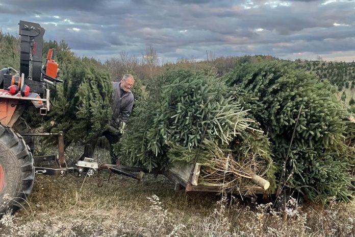 Powell's Trees owner George Powell feels "blessed" to have a full stock of healthy and green Christmas trees for sale at his Bowmanville farm. Local tree farmers are reporting a healthier crop of trees in 2024 due to a relatively wet summer, compared to last year heat waves and droughts meant many farms had fewer trees available. (Photo courtesy of Powell's Trees)