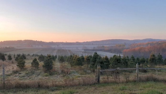 Established in 2006, Potash Creek Farms in Omemee has more trees available this year than any past years. Open weekends from November 30 to December 22, 2024, the farm offers cut-your-own Spruce and Scotch Pine and pre-cut Balsam Fir. (Photo courtesy of Potash Creek Farms)