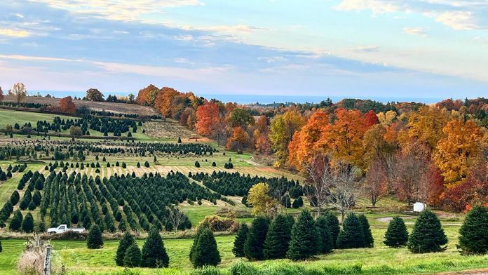 Formerly J&D Christmas Trees, The Carroll's Christmas Tree Farm is one of two tree farms in Colborne in Northumberland County. Located at 13809 Telephone Road, the farm offers cut-your-own White Spruce, Balsam Fir, and Fraser Fir. The farm also has premium, oversized trees. (Photo courtesy of The Carroll's Christmas Tree Farm)