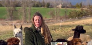 Katie Maitland of Wanderlight Alpaca Experience is selling a 2025 calendar featuring 12 alpacas from her Douro-Dummer farm and will donate $10 from the sale of each $21 calednar to YES Shelter for Youth and Families. (kawarthaNOW screenshot of Wanderlight video)