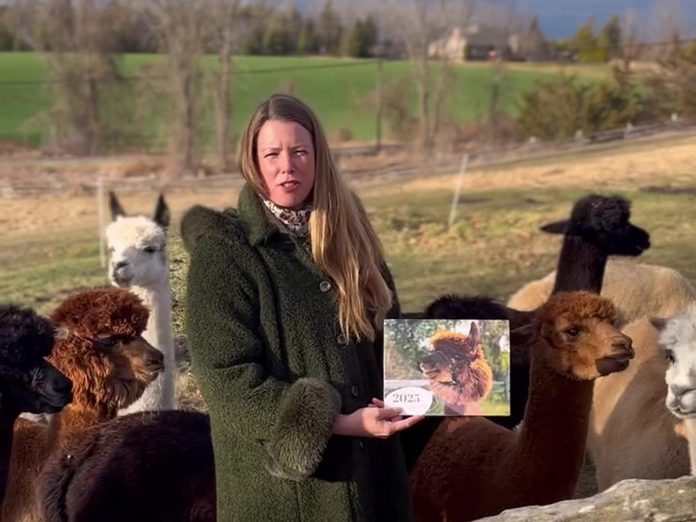 Katie Maitland of Wanderlight Alpaca Experience is selling a 2025 calendar featuring 12 alpacas from her Douro-Dummer farm and will donate $10 from the sale of each $21 calednar to YES Shelter for Youth and Families. (kawarthaNOW screenshot of Wanderlight video)