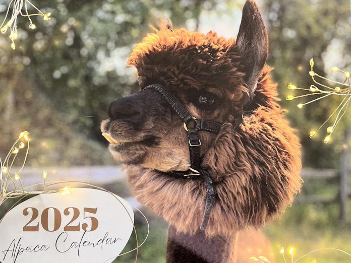 The cover of Wanderlight Alpaca Experience's 2025 alpaca calendar. (Photo: Katie Maitland)