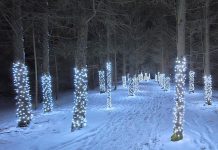 Located on the Escarpment Trail at the front of Ken Reid Conservation Area near Lindsay, the Illuminated Forest features a one-kilometre trail of trees decorated with thousands of lights. (Photo: Kawartha Conservation)