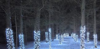 Located on the Escarpment Trail at the front of Ken Reid Conservation Area near Lindsay, the Illuminated Forest features a one-kilometre trail of trees decorated with thousands of lights. (Photo: Kawartha Conservation)