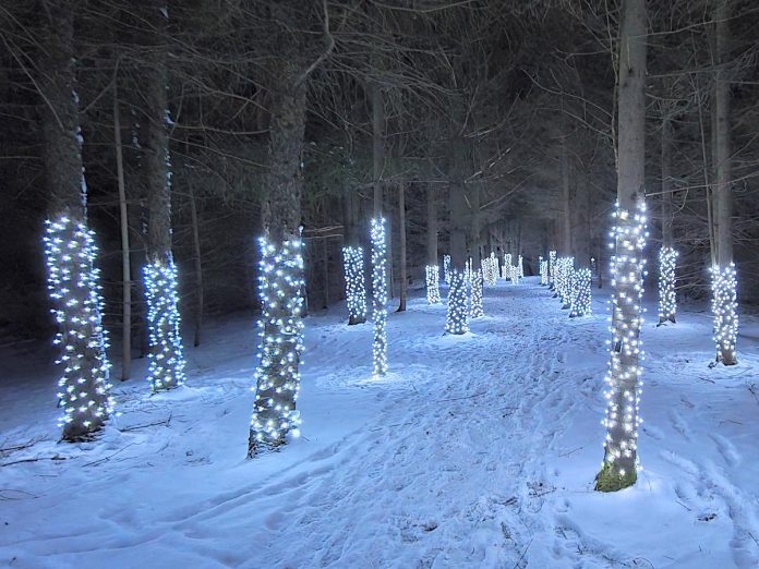 Located on the Escarpment Trail at the front of Ken Reid Conservation Area near Lindsay, the Illuminated Forest features a one-kilometre trail of trees decorated with thousands of lights. (Photo: Kawartha Conservation)