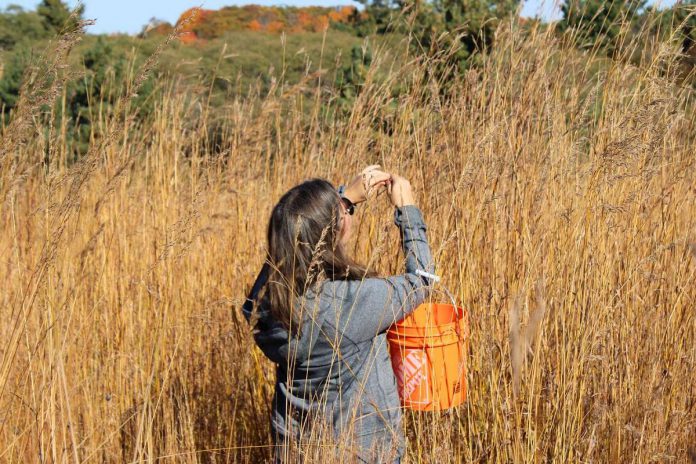 A volunteer with Kawartha Land Trust (KLT) collects seeds from the tallgrass prairie at KLT's Ballyduff Trails nature reserve in Kawartha Lakes as part of ongoing efforts to restore the endangered ecosystem. KLT has received a $141,000 investment from the Greenbelt Foundation for restoration and stewardship work along sections of the Oak Ridges Moraine located in the City of Kawartha Lakes and Peterborough County. (Photo courtesy of KLT)