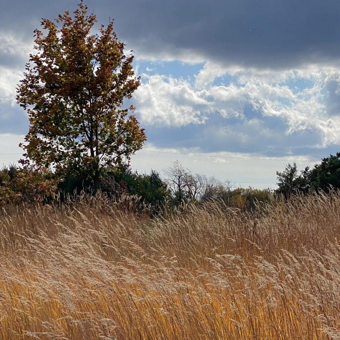 A two-and-a-half-year investment of $141,000 from the Greenbelt Foundation will support the restoration of 75 acres of forest and a 10-acre expansion of the rare tallgrass prairie at Kawartha Land Trust's Ballyduff Trails nature reserve in Pontypool. (Photo: Dani Couture / Kawartha Land Trust)