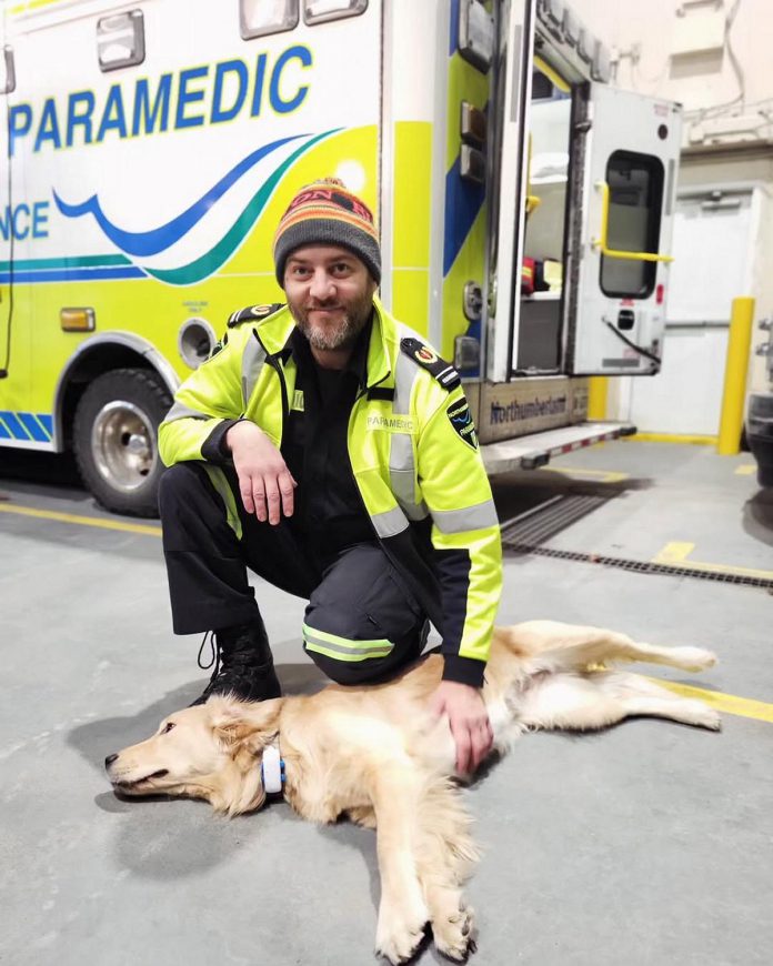 Northumberland Paramedics therapy dog Ivy Joules, a young golden retriever, often visits community paramedicine clients and also provides support to the team of paramedics. (Photo: Northumberland Paramedics)