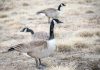 Three Canada geese in a field. (Photo: Tim Board)