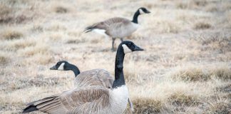 Three Canada geese in a field. (Photo: Tim Board)