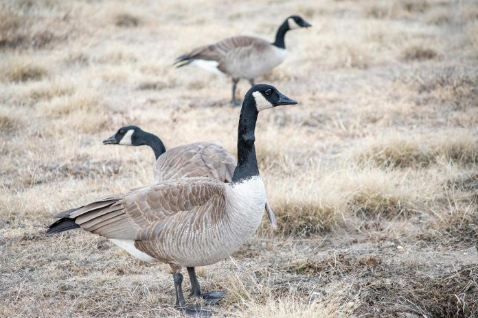 Three Canada geese in a field. (Photo: Tim Board)