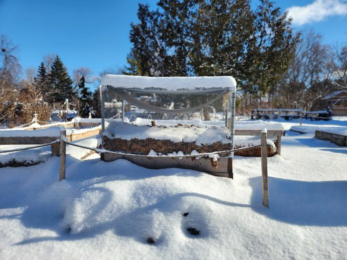 Gardeners can mimic the natural process of cold stratification by pre-sowing pots outdoors, or by stratifying seeds in the fridge. Each method has advantages and disadvantages. GreenUP Ecology Park uses a mix of methods to increase chances of success. (Photo: Hayley Goodchild / GreenUP)