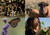 A selection of four documentary films screening at the 2025 ReFrame Film Festival (left to right, top and bottom): "Logging Algonquin" by Conor DeVries, "Singing Back the Buffalo" by Tasha Hubbard, "The Monarch Ultra" by Rodney Fuentes, and "London Grown" by Richard Mejeh. (Photos courtesy of ReFrame)